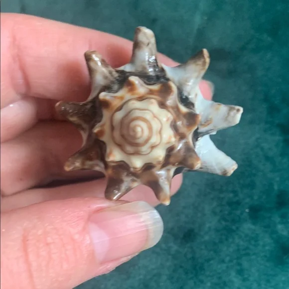 Statement Shell Cocktail Ring - Picture 4 of 4